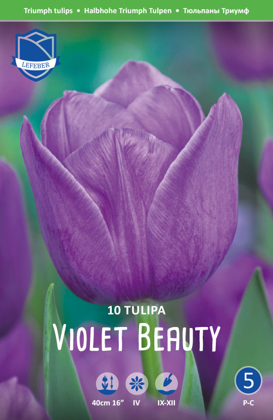 Tulpe Violet Beauty Jack the Grower
