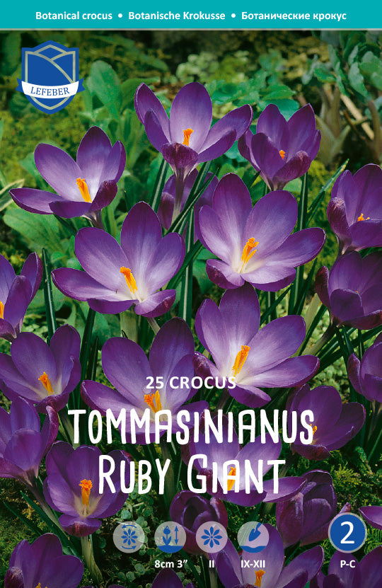 Crocus Tommasinianus Ruby Giant