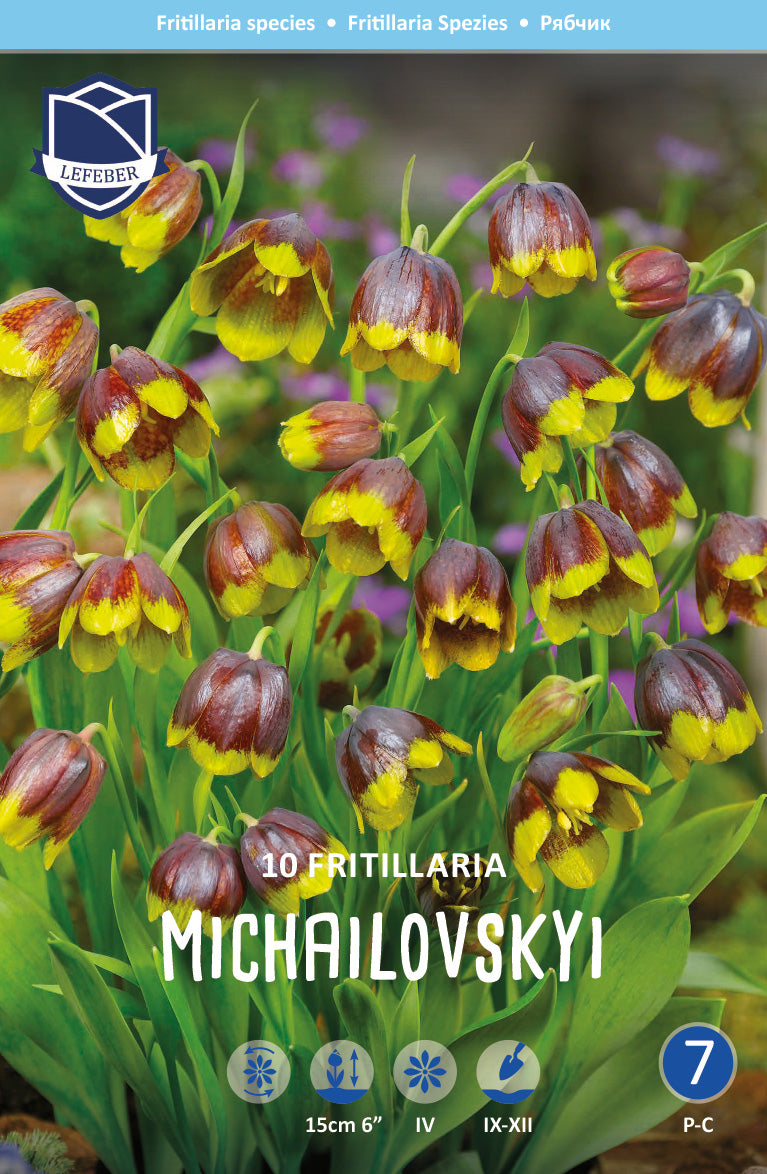 Fritillaria Michailovskyi