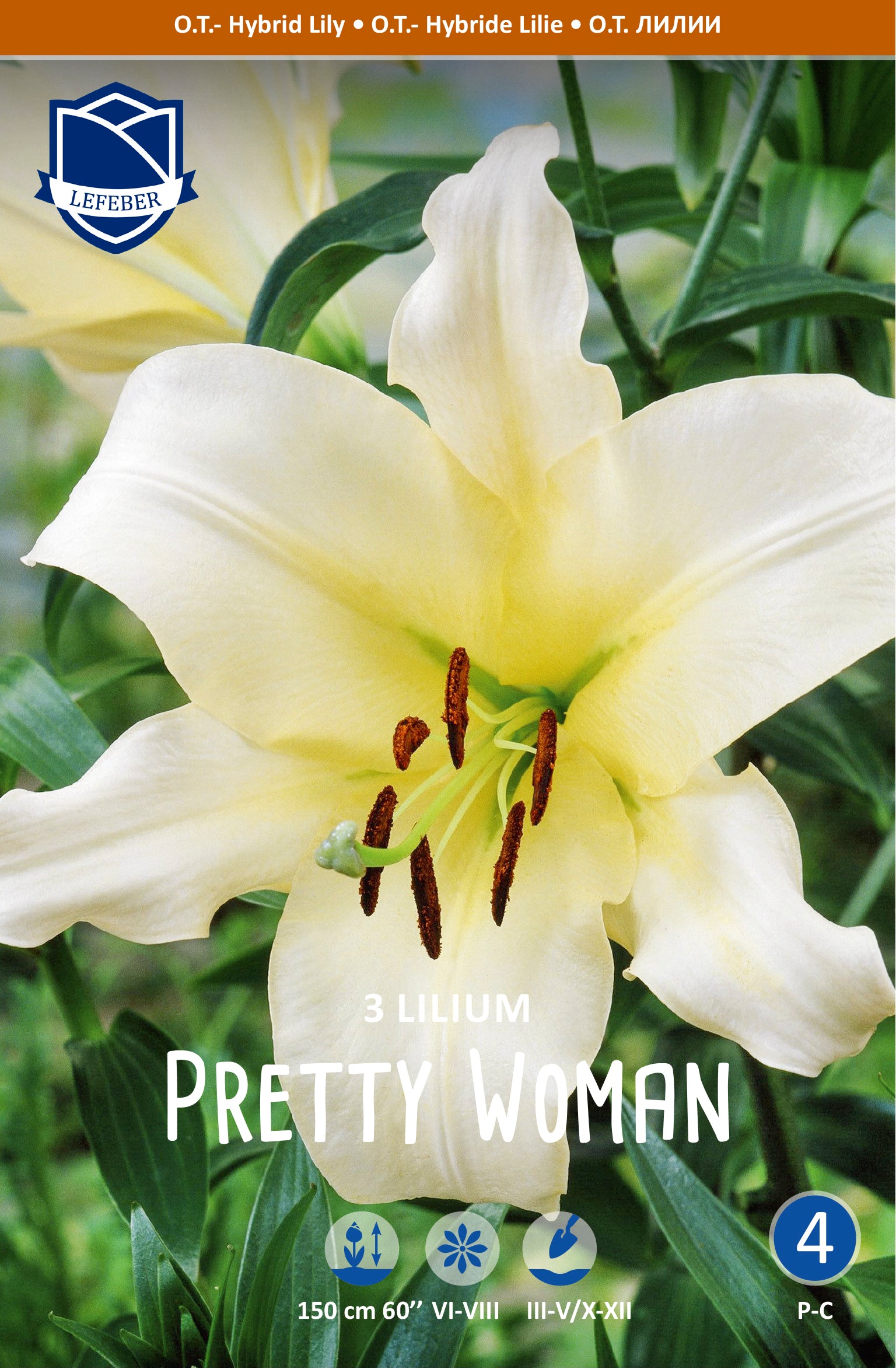Lilium Pretty Woman