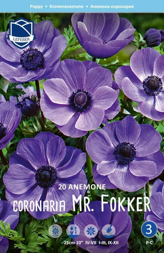 Anemone Coronaria Mr. Fokker