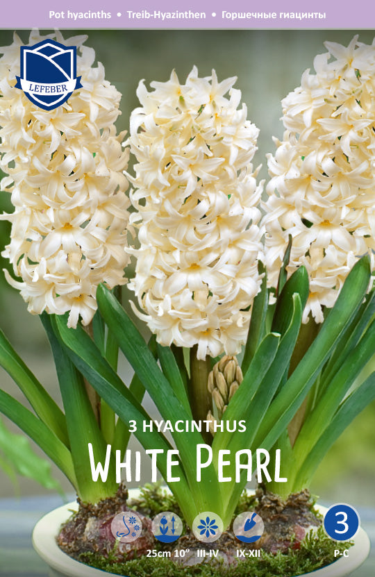 Hyacinthus White Pearl Jack the Grower