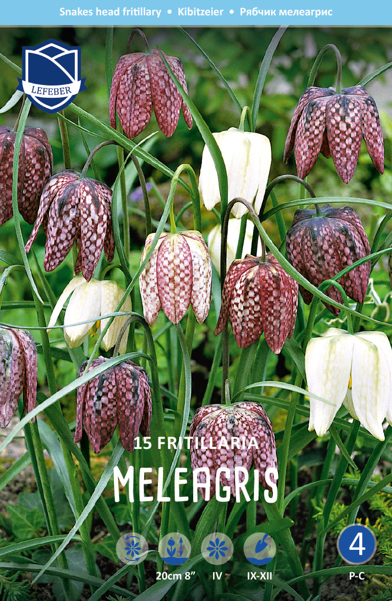 Fritillaria Meleagris