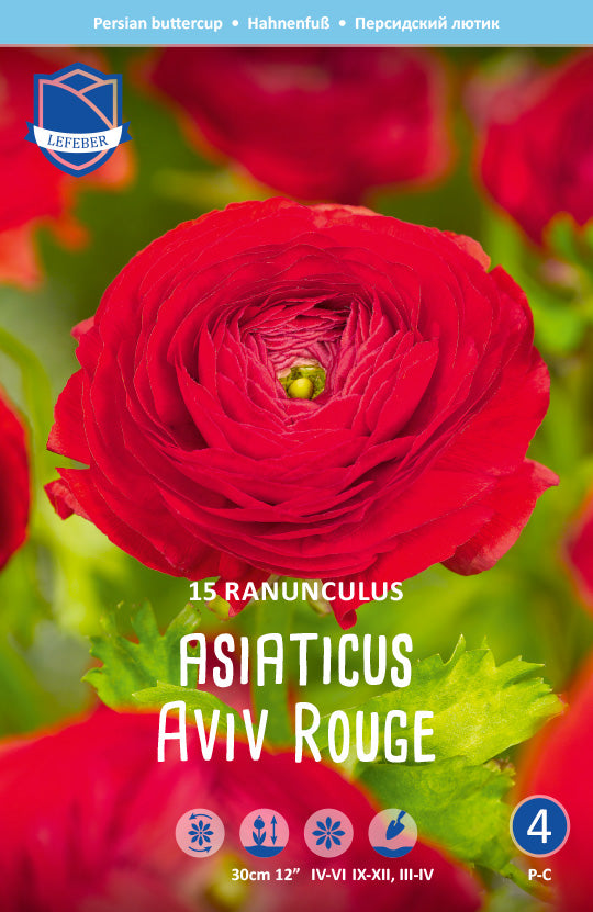 Ranunculus Asiaticus Aviv Rouge