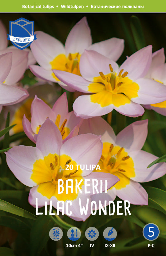 Tulipa Bakerii Lilac Wonder