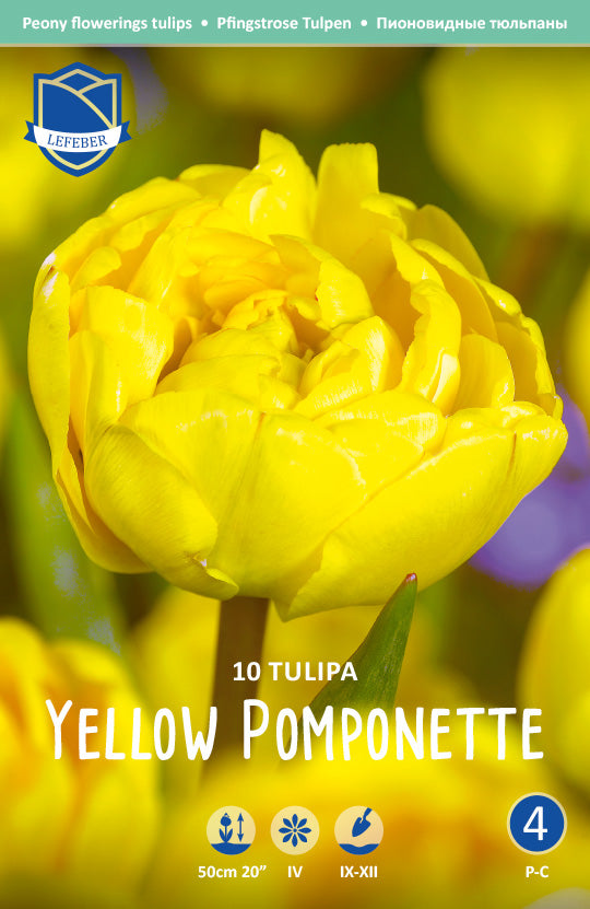 Tulipa Yellow Pomponette Jack the Grower