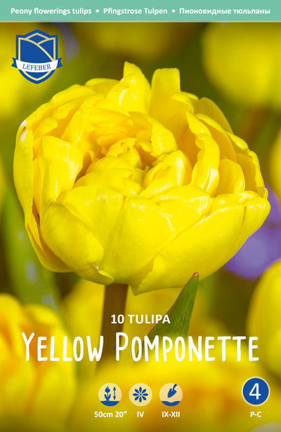 Tulpe Yellow Pomponette Jack the Grower