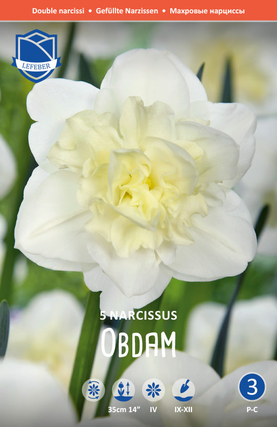 Narcissus Obdam Jack the Grower