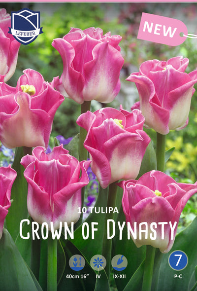 Tulpe Crown of Dynasty Jack the Grower