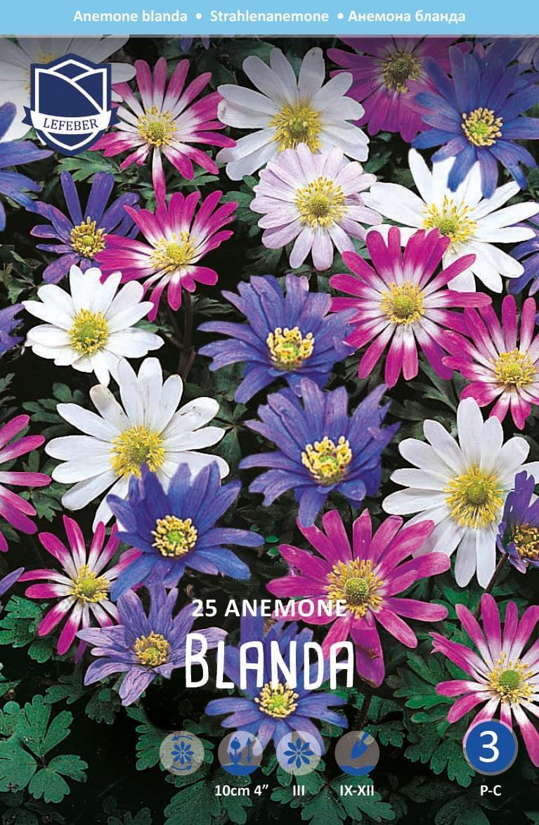 Anemone Blanda