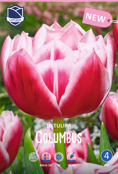 Tulipa Columbus Jack the Grower