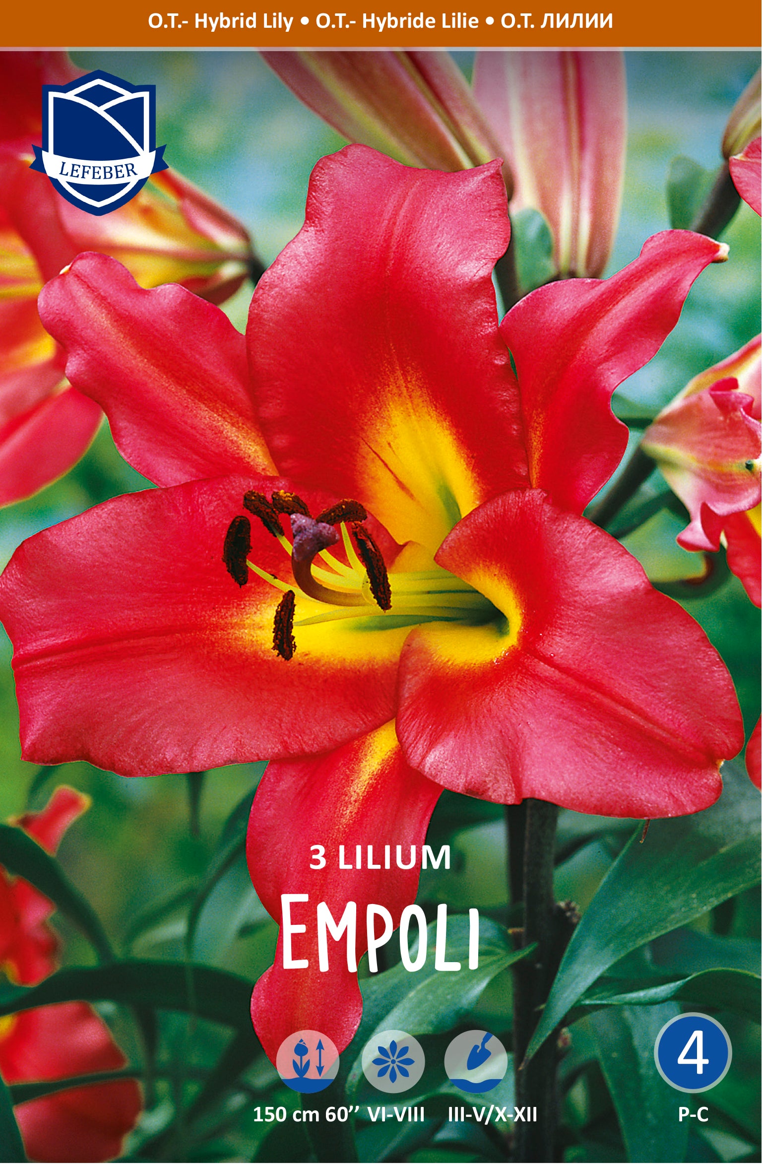 Lilium Empoli