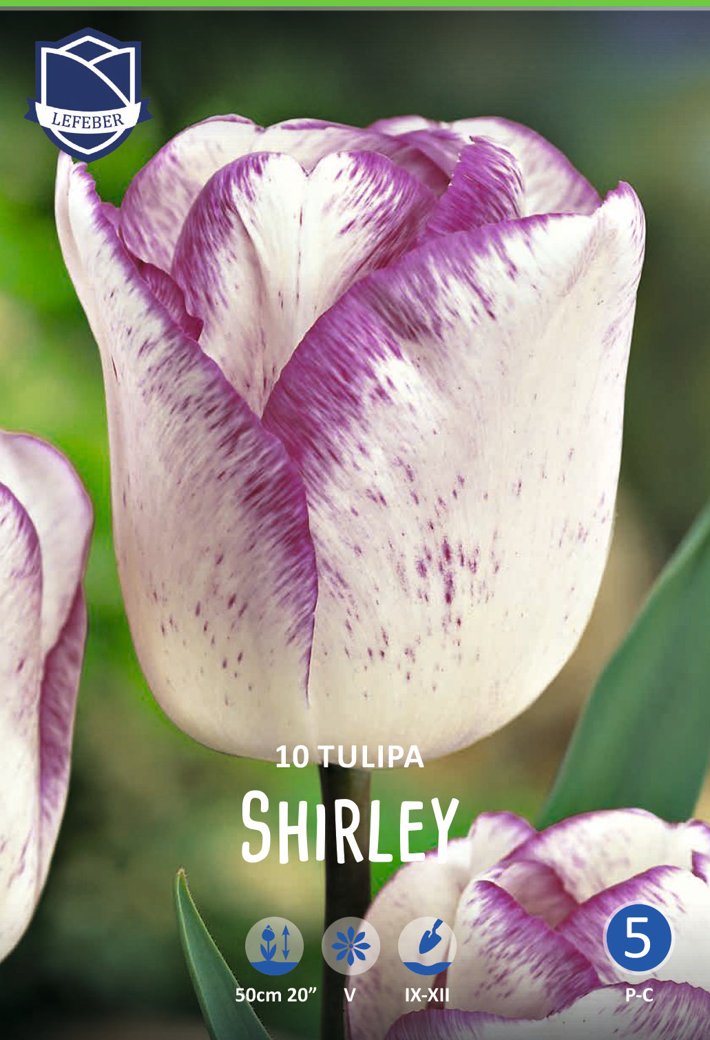Tulpe Shirley