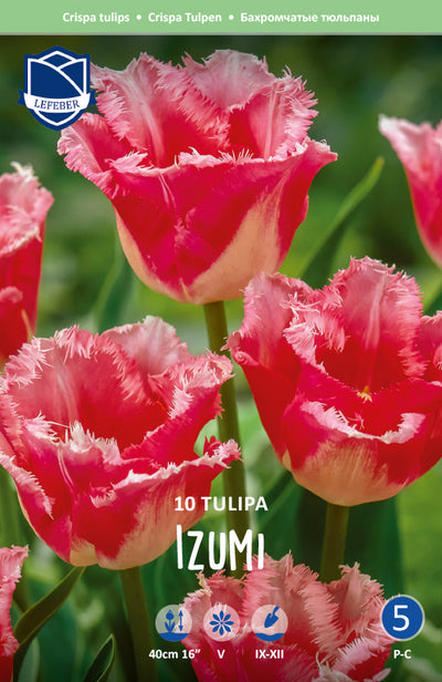 Tulipa Izumi Jack the Grower