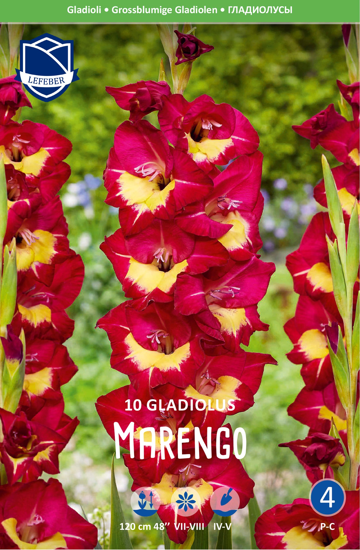 Gladiolus Marengo