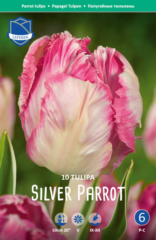 Tulipa Silver Parrot