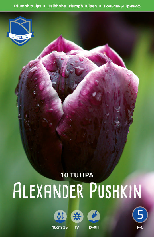Tulipa Alexander Pushkin