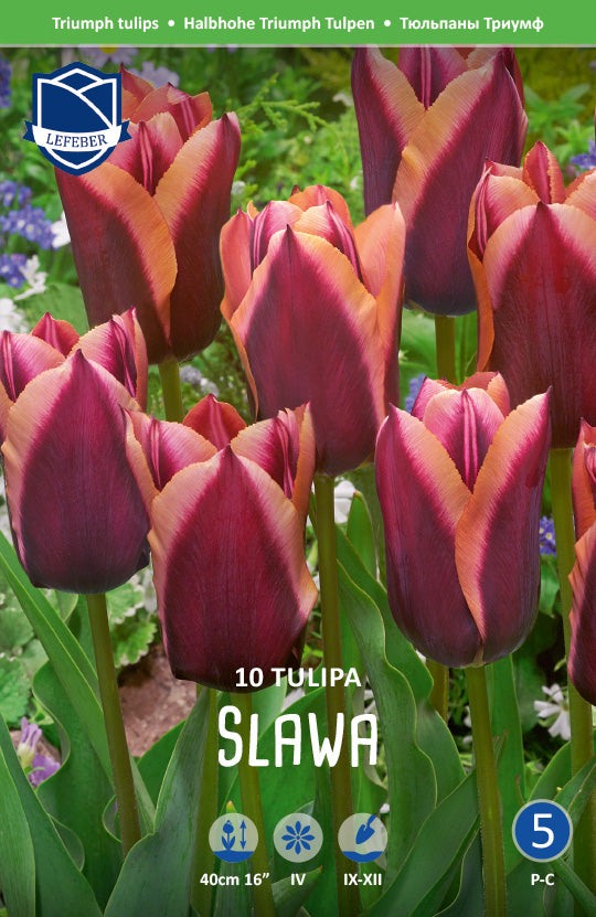 Tulpe Slawa