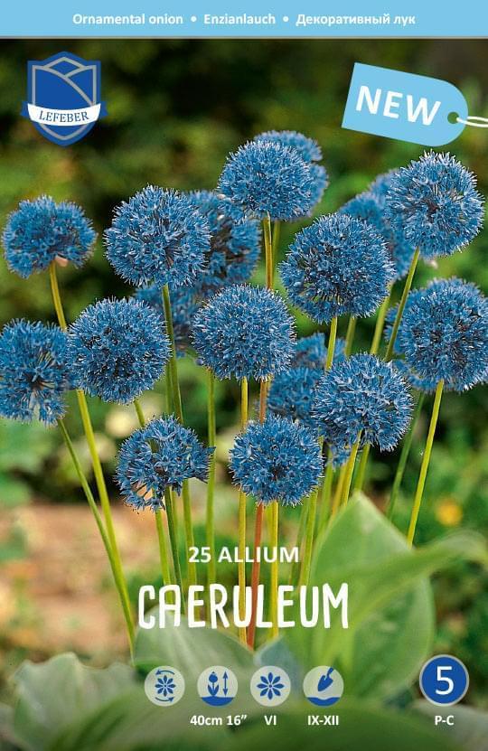 Allium Caeruleum