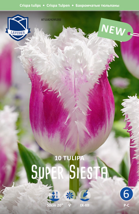 Tulipa Super Siesta Jack the Grower