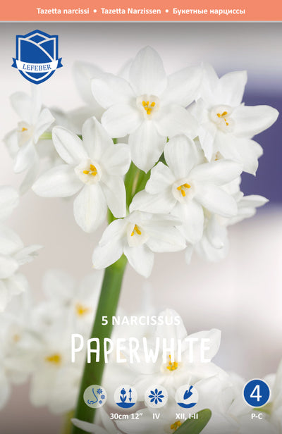 Narcissus Paperwhite Jack the Grower