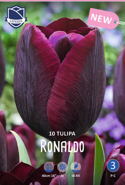 Tulipa Ronaldo Jack the Grower