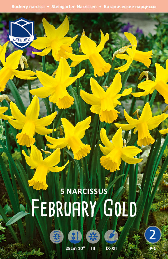 Narcissus February Gold Jack the Grower