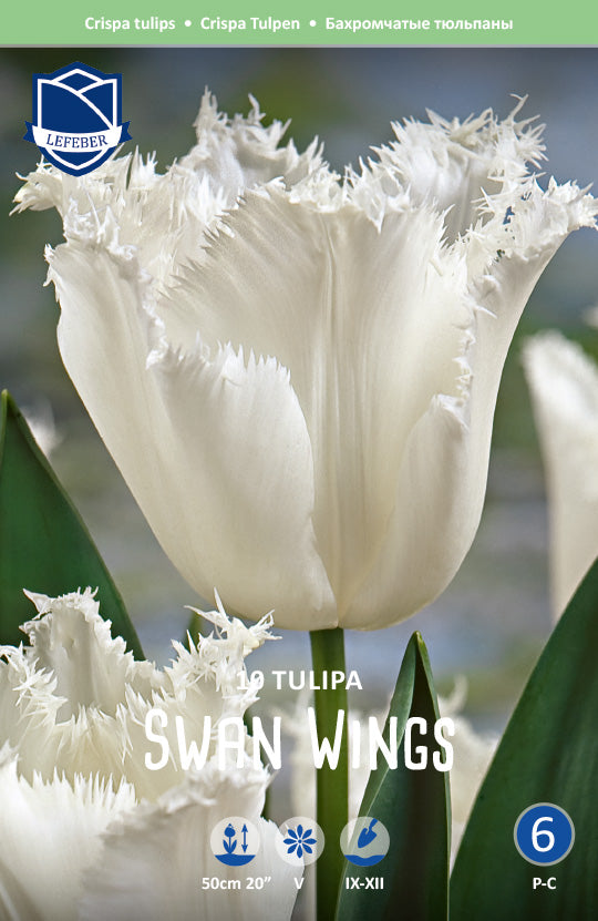 Tulpe Swan Wings
