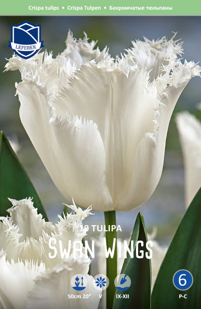 Tulipa Swan Wings Jack the Grower