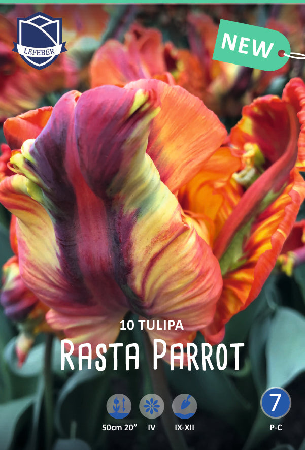 Tulipa Rasta Parrot