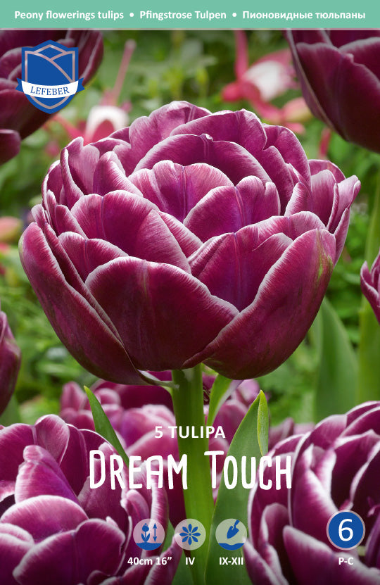 Tulipa Dream Touch®