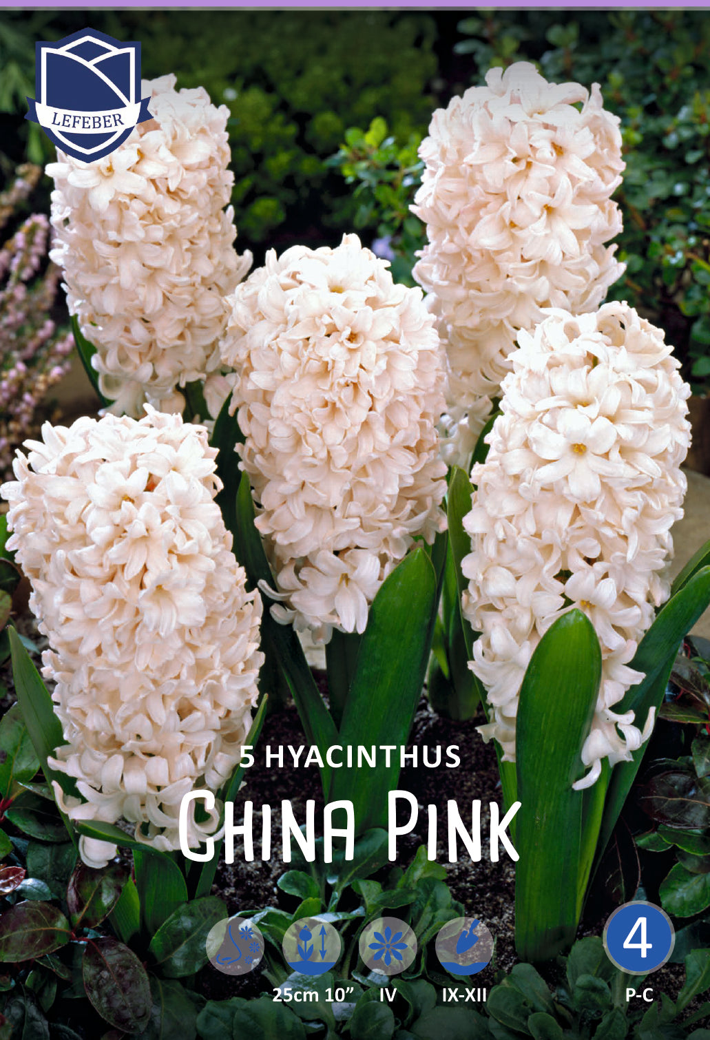 Hyazinthe China Rosa