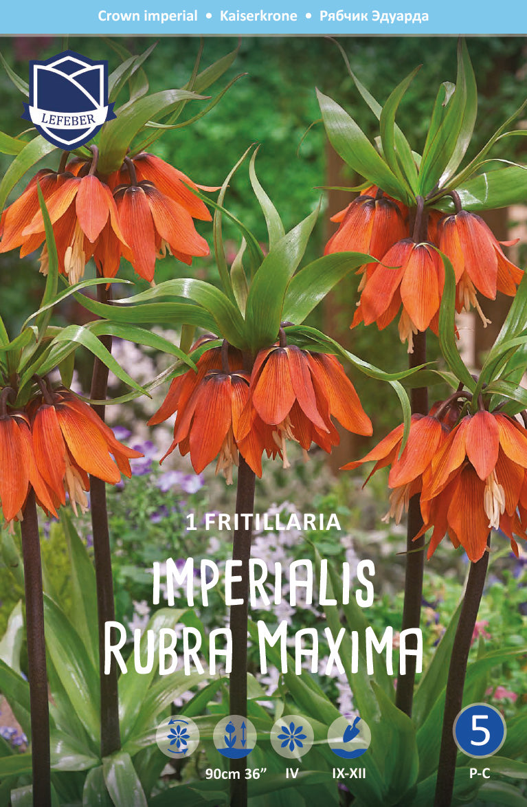 Fritillaria Imperialis Rubra Maxima Jack the Grower