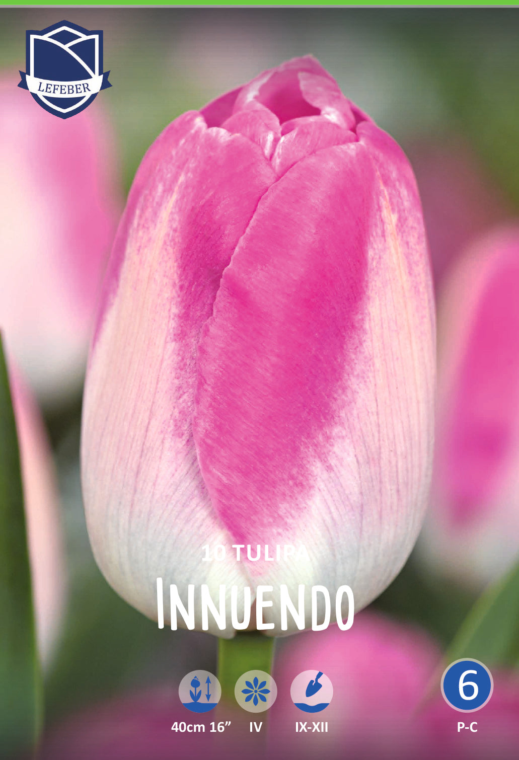 Tulipa Innuendo