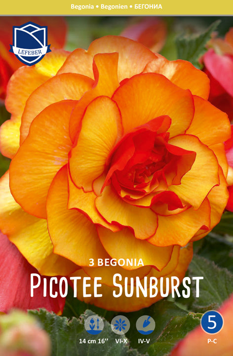 Begonia Picotee Sunburst Jack the Grower