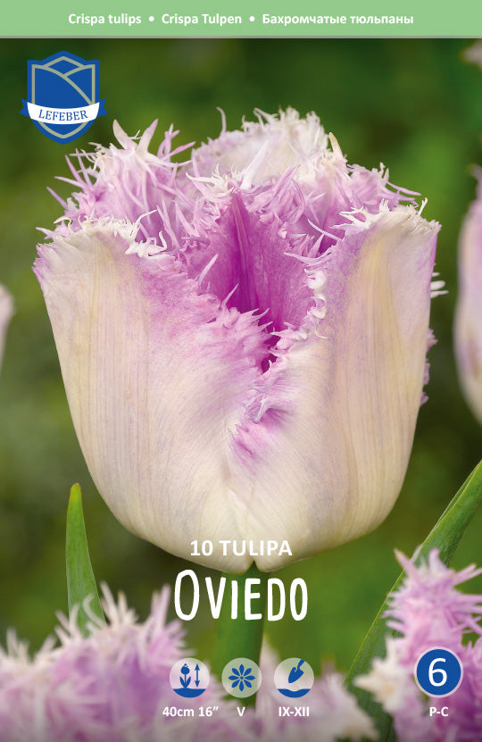 Tulipa Oviedo