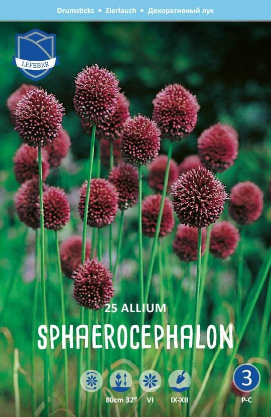 Allium Sphaerocephalon Jack the Grower