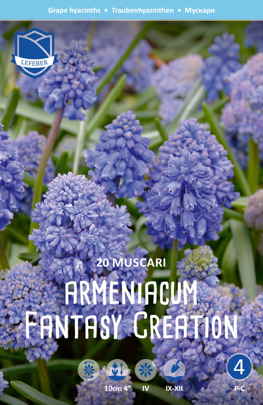 Muscari Armeniacum Fantasy Creation Jack the Grower (blauwe druifjes)