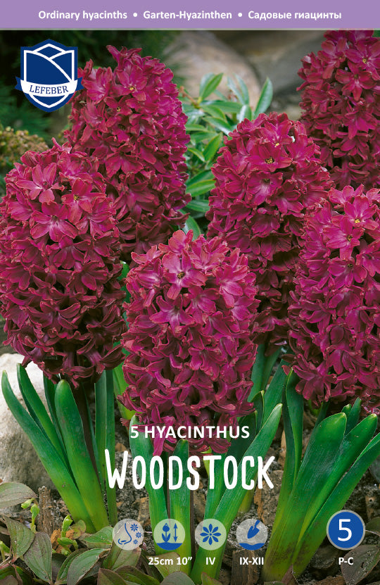 Hyacinthus Woodstock