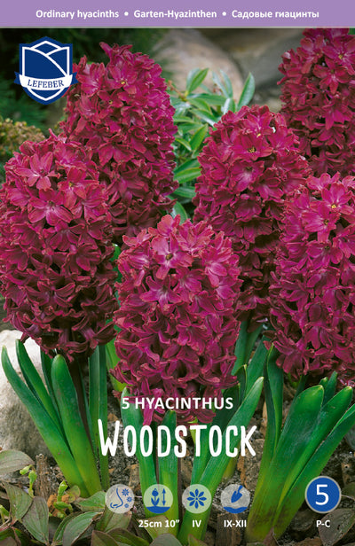 Hyacinthus Woodstock Jack the Grower