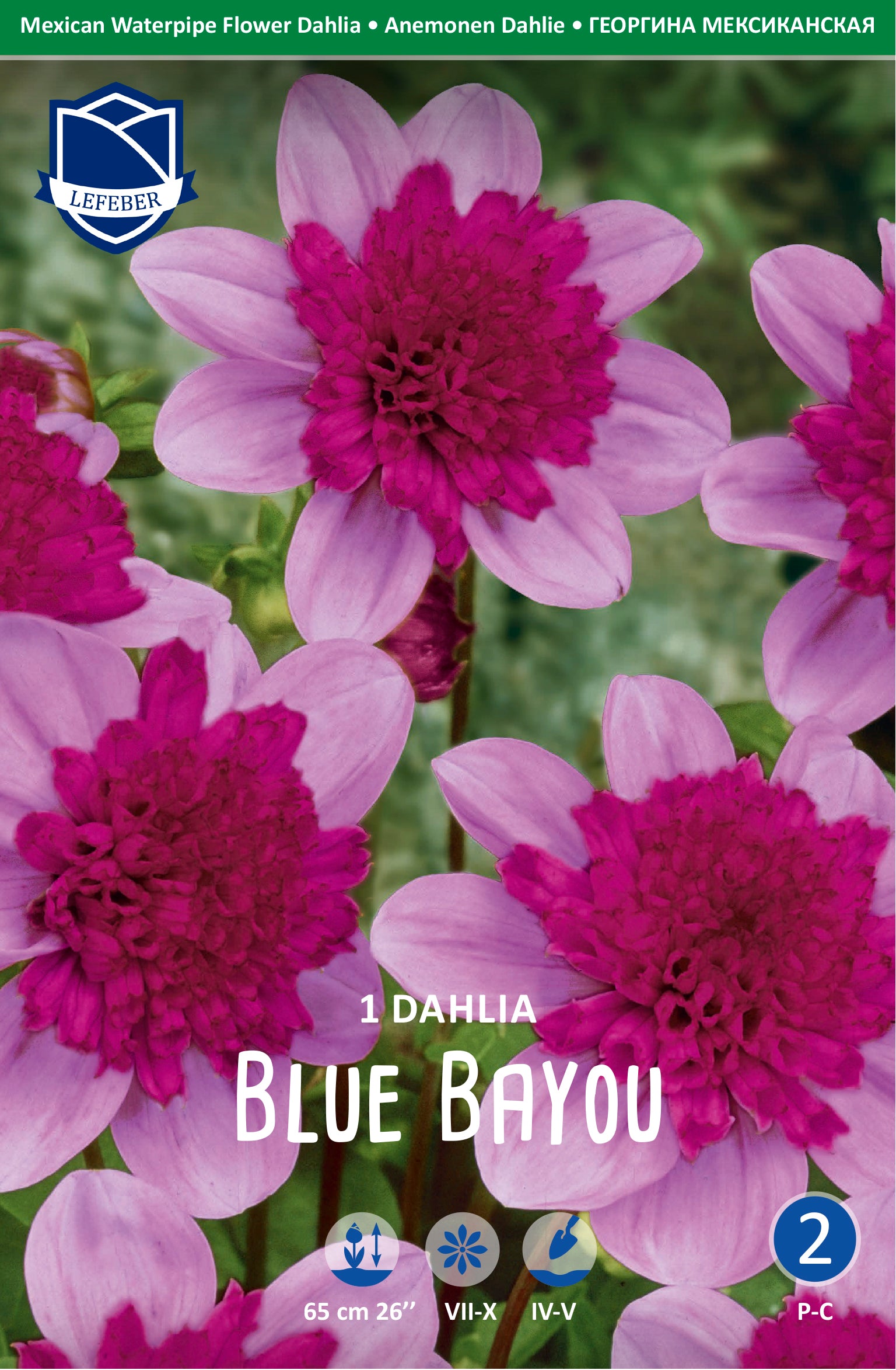 Dahlia Blue Bayou