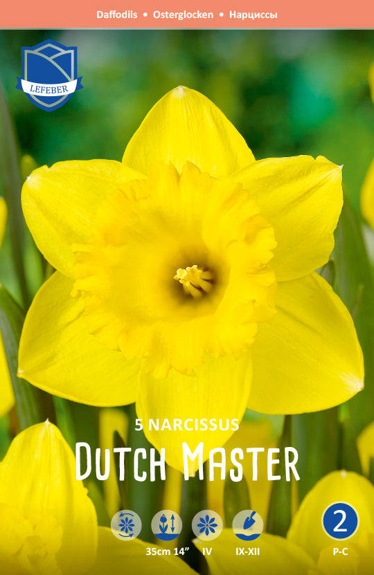 Narcissus Dutch Master Jack the Grower