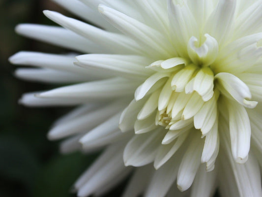 Dahlia My Love Jack the Grower