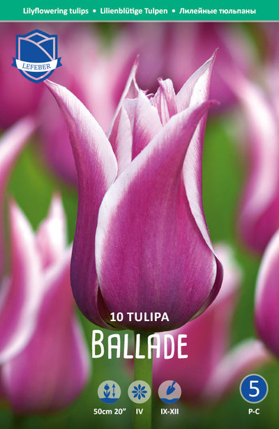 Tulipa Ballade Jack the Grower