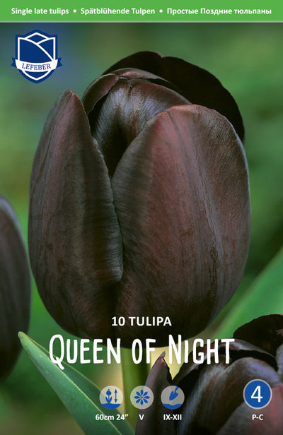 Tulipa Queen of Night jack the Grower
