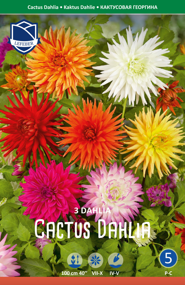 Dahlia Cactus Gemengd