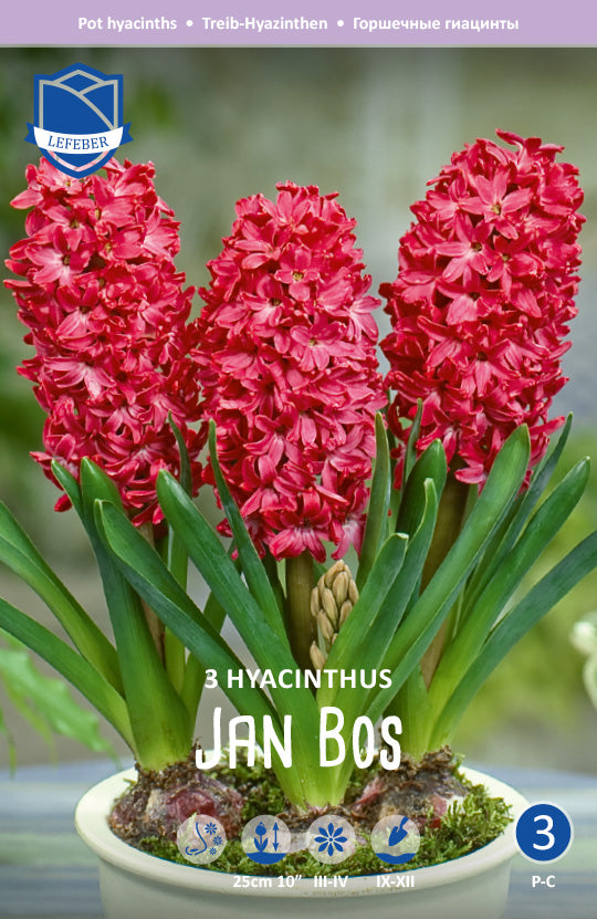 Hyacinthus Jan Bos