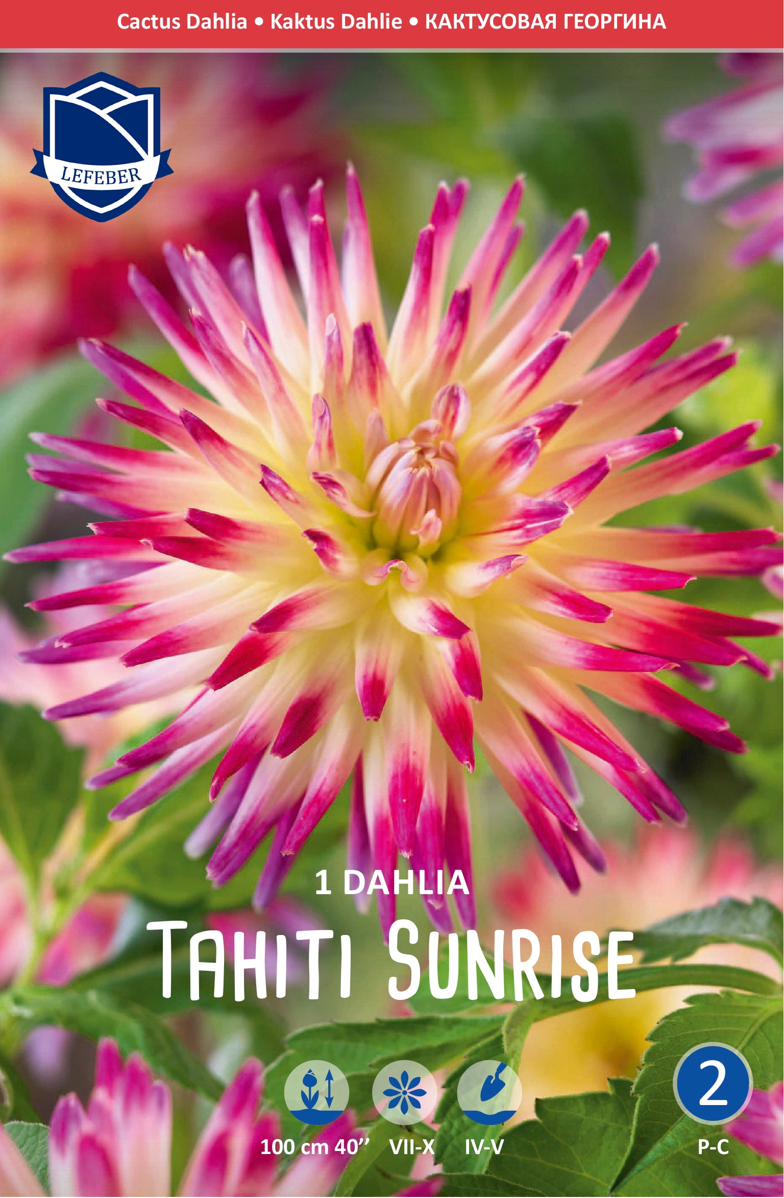 Dahlia Tahiti Sunrise