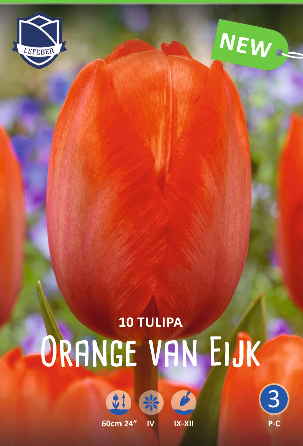Tulipa Orange van Eijk Jack the Grower