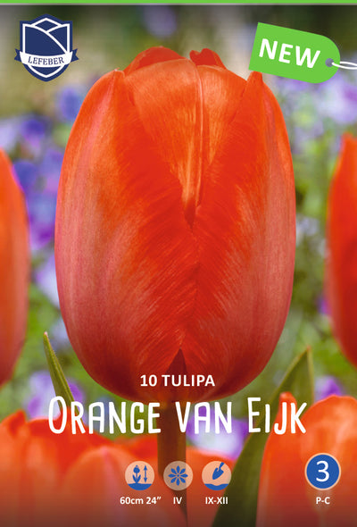 Tulipa Orange van Eijk Jack the Grower